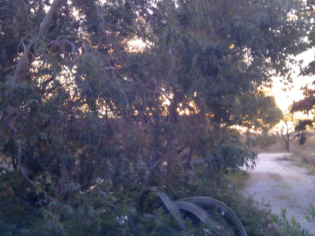 לינה וארוחת בוקר סנט היפולייט Mas Soleil Et Vignes מראה חיצוני תמונה